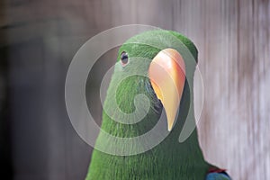 this is a close up of an electus parrot
