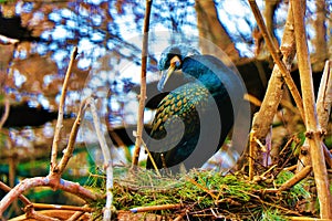 Close up of an elegant cormorant in its natural envirolment