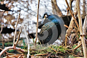 Close up of an elegant cormorant in its natural envirolment