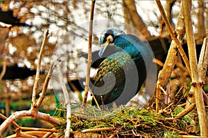 Close up of an elegant cormorant in its natural envirolment