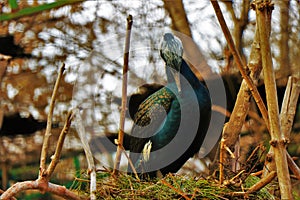 Close up of an elegant cormorant in its natural envirolment