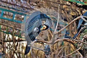 Close up of an elegant cormorant in its natural envirolment