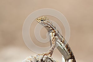 Close Up Elegant Earless Lizard, Holbrooki elegans
