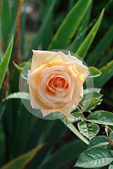A close up of elegant pale apricot rose of the 'Osiana' (Oceana) variety