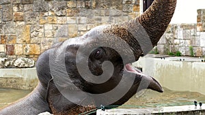 close-up, an elephant is bathing in a special pool at the zoo. elephant raised the trunk high