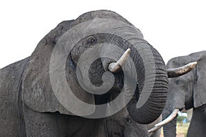 Close up of a elephant bull drinking water at Elephant Sands Nata Botswana