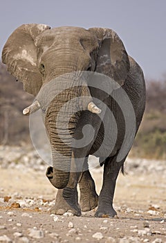 Close-up of Elephant bull walking in rocky field