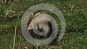 Close up of an elephant calf feeding in a marsh at Amboseli national park