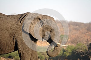 Close up of an elephant by the Chobe River