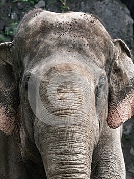 Close up of elephant with detail of skin