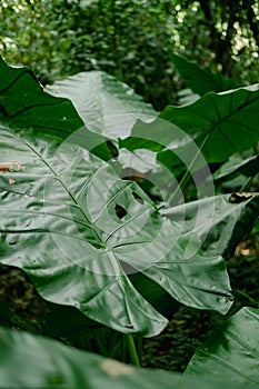 Close-up of Elephant ear leaf or Giant taro Alocasia macrorrhizos, Natural background with sunlight