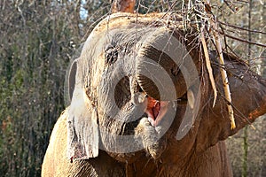 Close-up of an elephant eating tree branches.