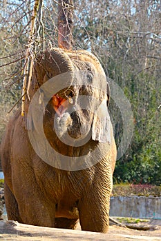 Close-up of an elephant eating tree branches.