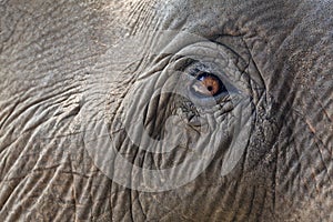 Close-up elephant eye.