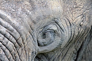 Close up of Elephant Eye