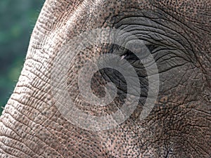 Close up of elephant eye and details of skin