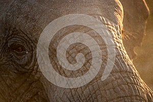 Close up of an Elephant eye.