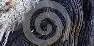 Close up of an elephant face