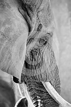 Close up of elephant face