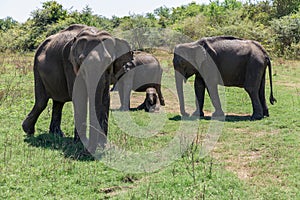 Close up of elephant family with a newborn baby elephant in a National Park of Sri Lanka