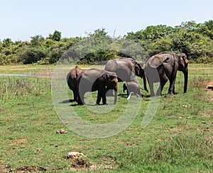 Close up of elephant family with a newborn baby elephant in a National Park of Sri Lanka