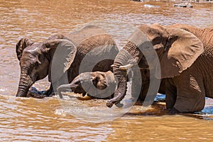 Close up of elephant family in the water in South Africa.