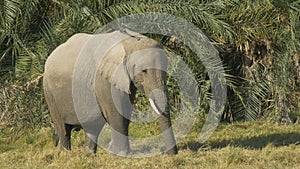 Close up of an elephant feeding in front of palm leaves at Amboseli