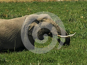 Close up of an elephant feeding in a marsh at amboseli