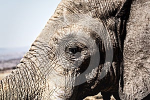 Close up of an Elephant head