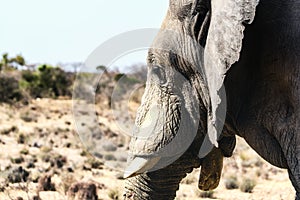 Close up of an Elephant head