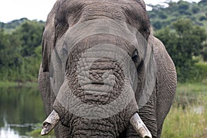 Close up of Elephant Head Broken Tusk and Trunk