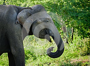Close-up elephant head shot. Giant Asian elephant resting in the shade