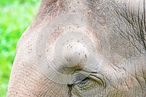 Close up of elephant head at the zoo