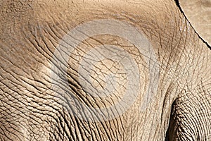 Close up on elephant hide