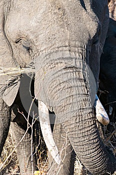 Close up of an elephant in the Kruger National Park