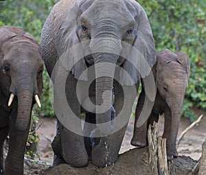 Close up of Elephant,Loxodonta africana, kneeling to drink water