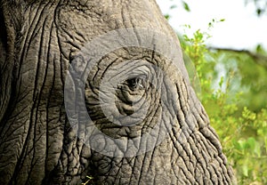 Close-up of an Elephant`s Eye