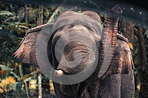 Close-up of the elephant`s face. Detailed texture of the elephant face. Thai elephant portrait