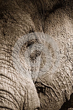 Close up of an elephant`s face showing its eye and ear,