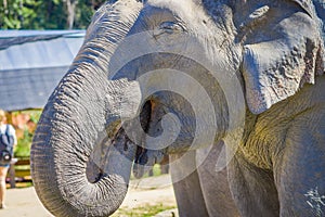 Close up of elephant s head with his trunk inside of the mouth in the elephant Jungle Sanctuary in Chiang Mai