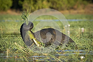 Close up on elephant`s trunk grabbing a bunch of grass in Chobe River in Botswana