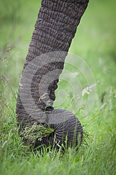 Close up on elephant`s trunk holding bunch of green grass in Kruger Park South Africa