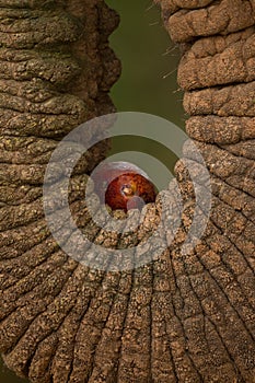 Close up on elephant`s trunk holding fruit in Samburu National Reserve Kenya