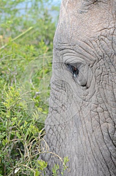 Close up of elephant showing eye