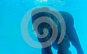 Close up Elephant swimming in glass pool