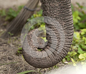 Close up of elephant trunk