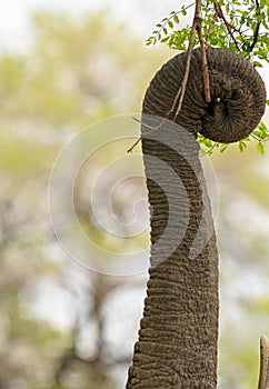 Close up of a elephant trunk which is wrapped around vibrant mango leaves.