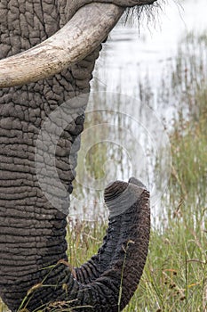 Close up of elephant tusk trunk pattern and texture