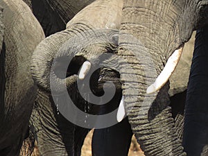 Close Up of Elephants drinking water at a Waterhole near Shingwedzi in the Kruger National Park, South Africa