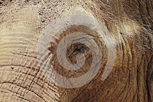Close up of an elephants face